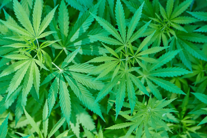 Meet Jacaranda, the Apparel Brand Making Sustainable Promo Items With Hemp Meet Jacaranda, the Apparel Brand Making Sustainable Promo Items With Hemp