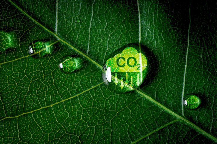 ‘Inadvisable, Illogical or Damaging’: SBTi Makes Case Against Carbon Credits