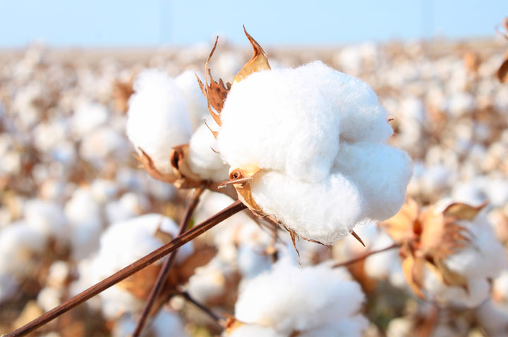 Report: Not All Organic Cotton Is Actually Organic