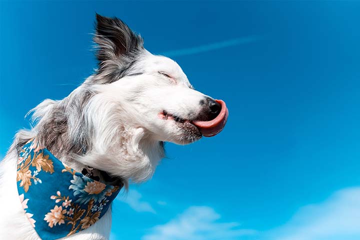 Unlock the Promo Potential: How to Provide Clients Uniquely Custom Bandannas
