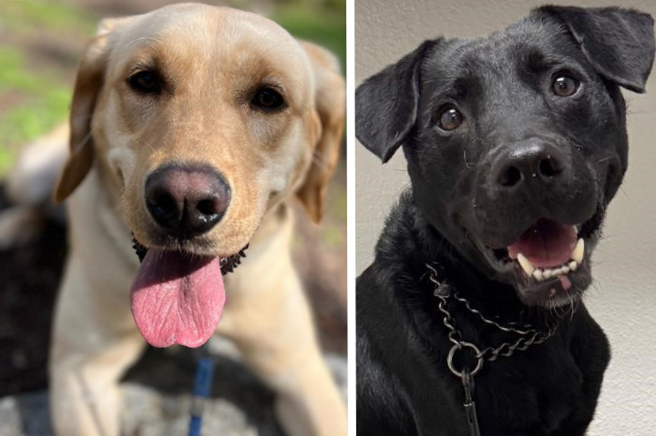 The Bright Side: Logomark Sponsors 2 More Canines To Become Service Dogs