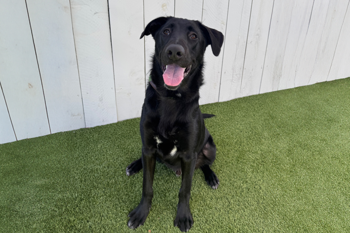 The Bright Side: Logomark Holds Naming Contest for Shelter to Soldier Service Dog