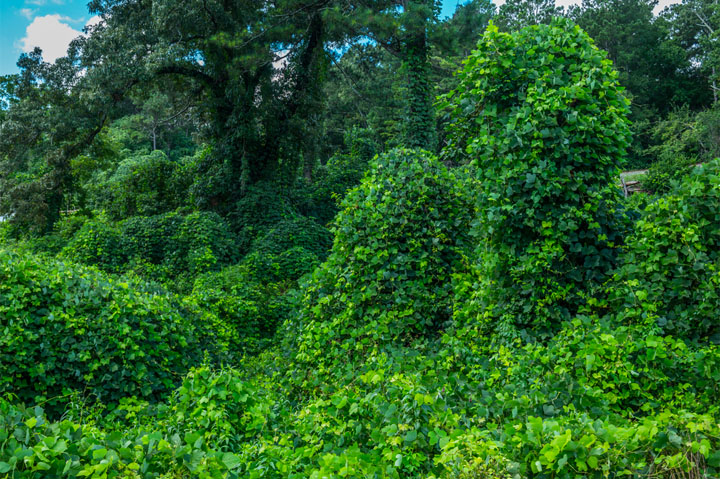 How an Aggressive, Invasive Plant Could Be Used for Biodegradable Food Packaging
