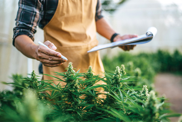 cannabis plant